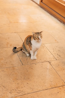 A tabby cat sits on a tiled floor, looking slightly to the side. The cat has a mix of brown, black, and white fur and appears relaxed in its posture. The surrounding area is made up of large beige tiles with subtle patterns.