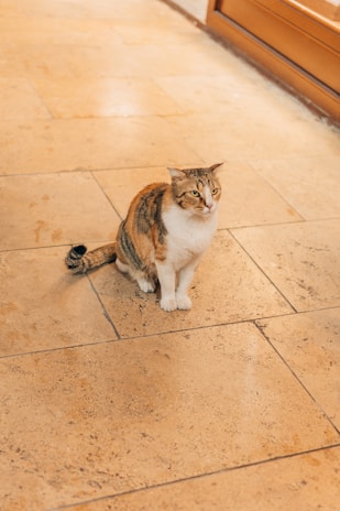 A tabby cat sits on a tiled floor, looking slightly to the side. The cat has a mix of brown, black, and white fur and appears relaxed in its posture. The surrounding area is made up of large beige tiles with subtle patterns.