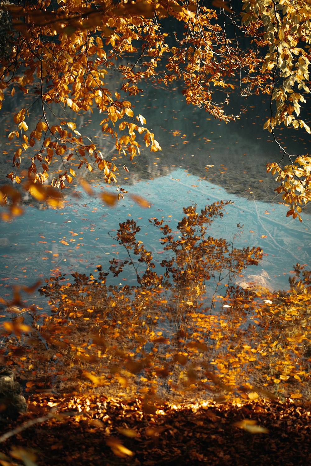 a tree with orange leaves