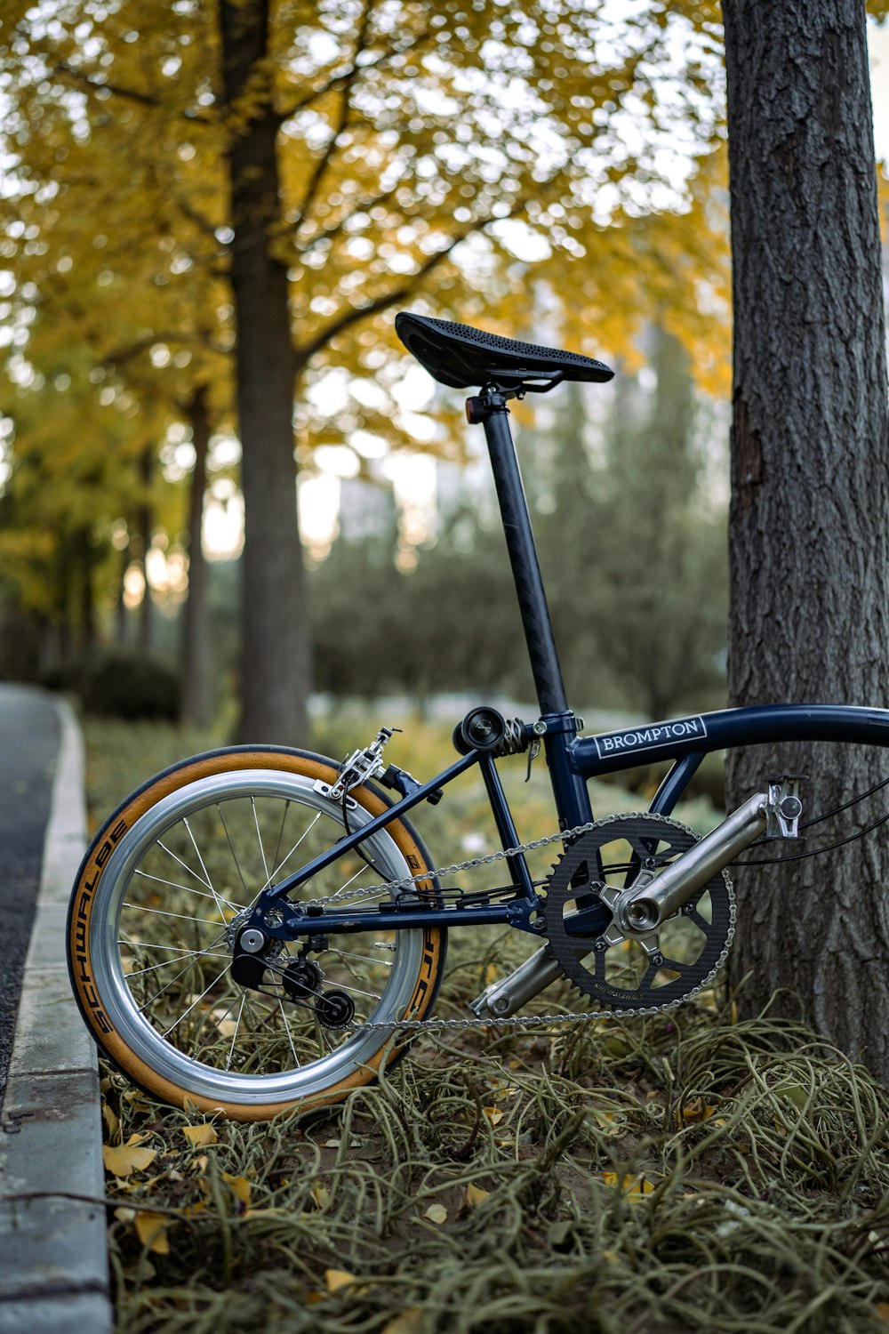 a bicycle parked by a tree