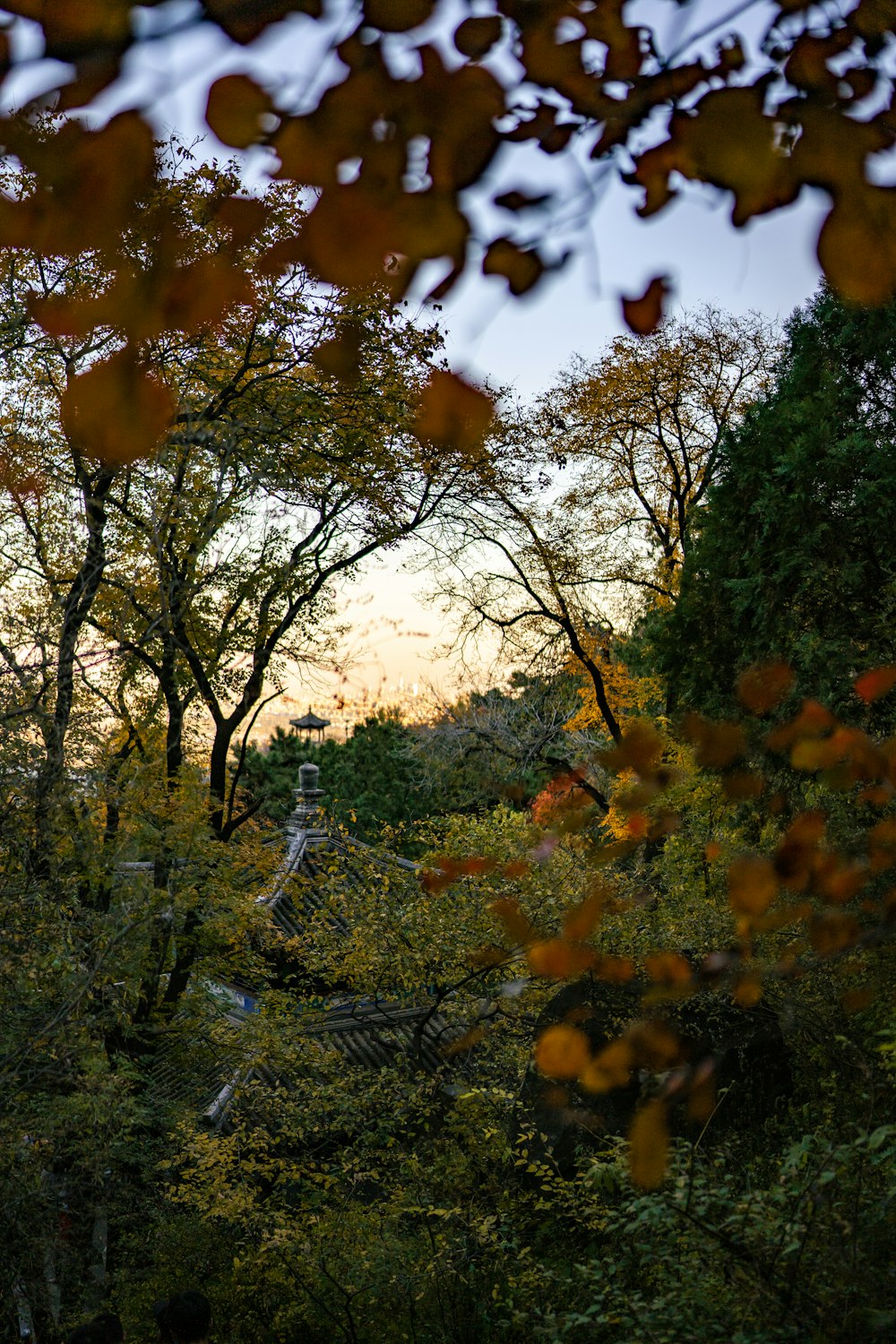 a view of a forest with trees and leaves