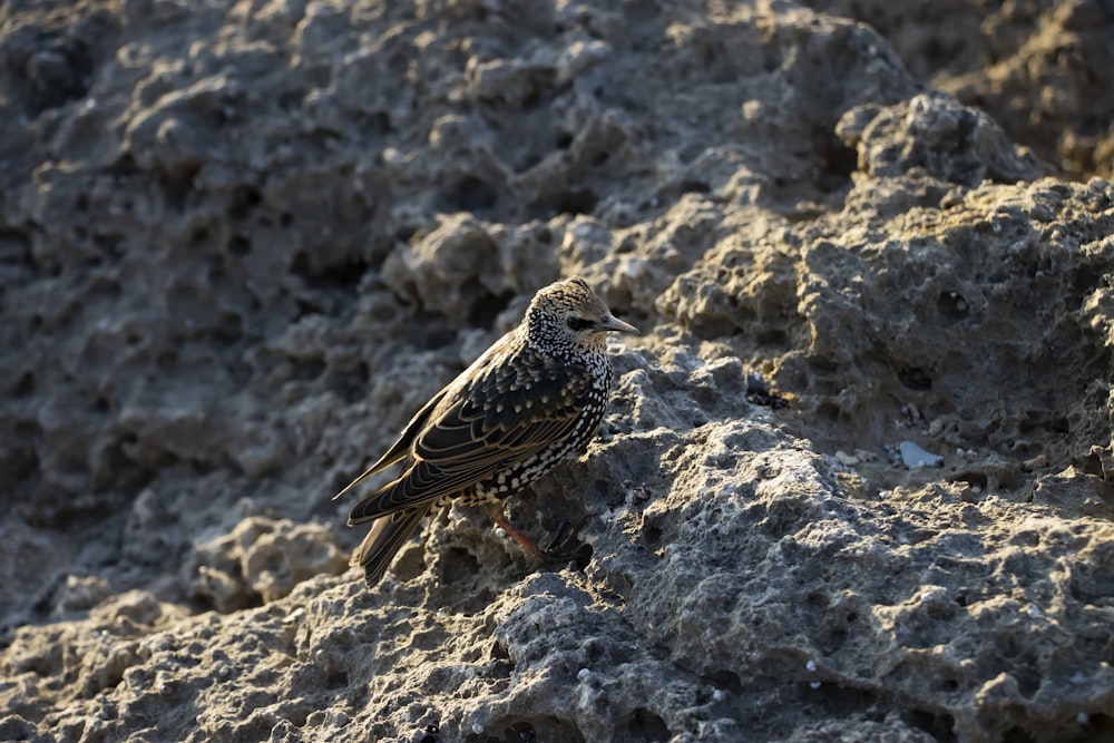 a bird sits on a rock