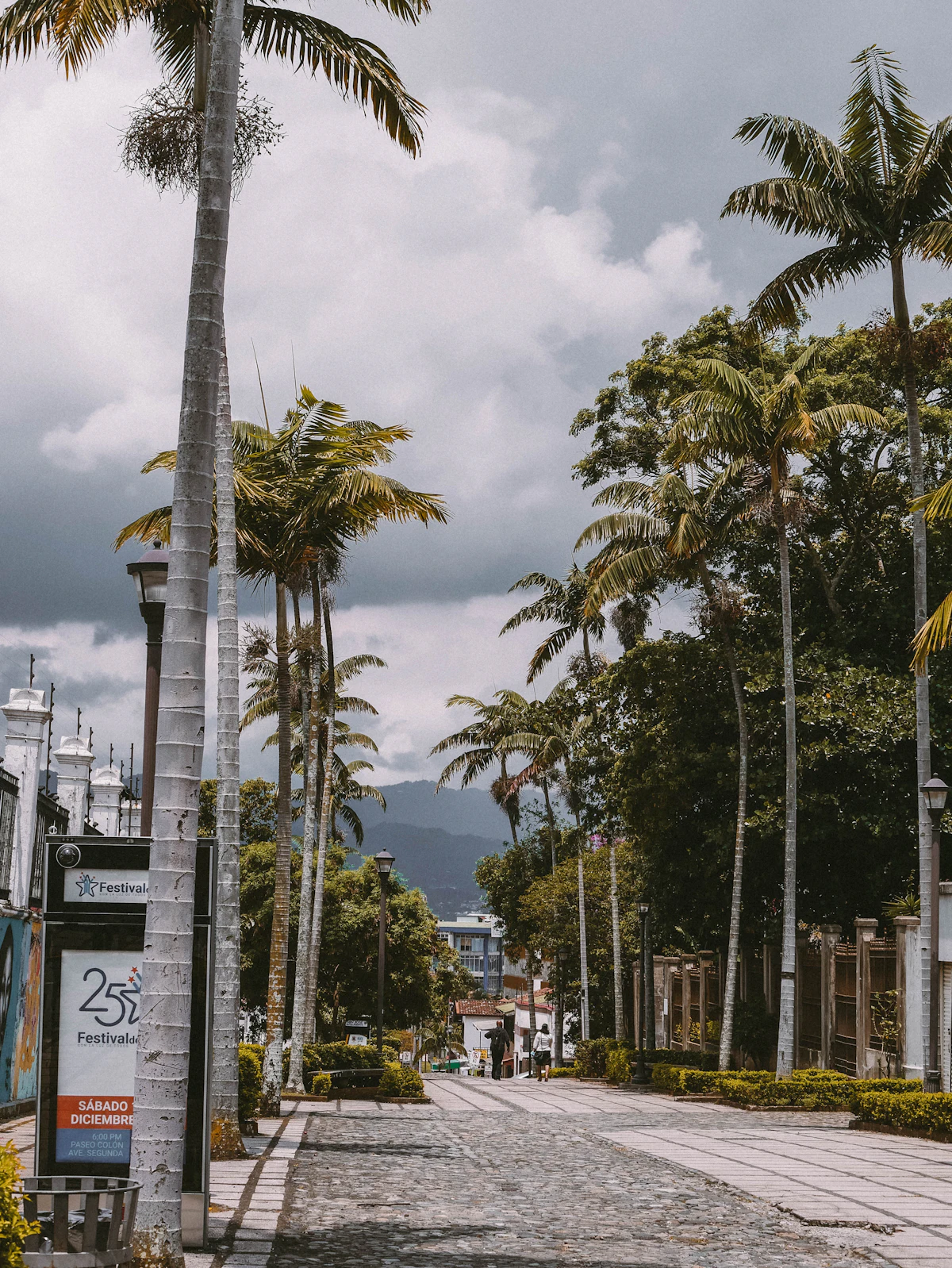 Calle con palmeras y edificios en San José
