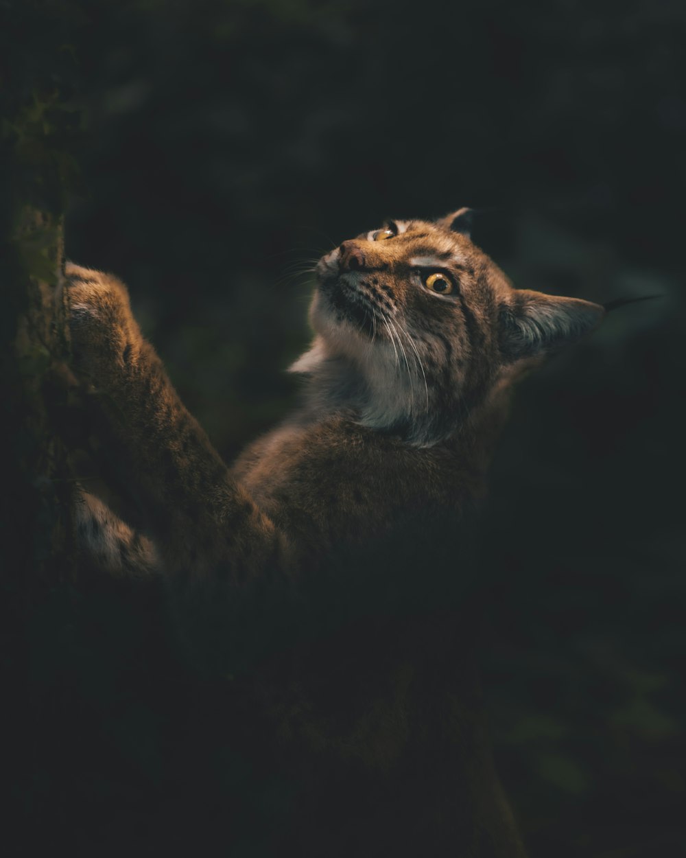 a cat looking up