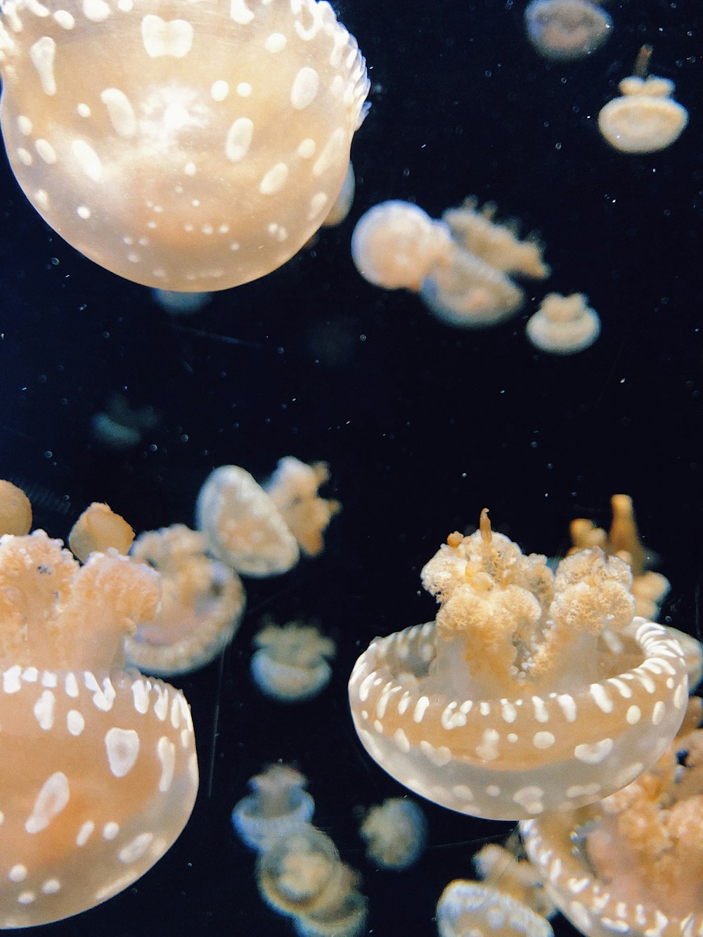 a group of jellyfish