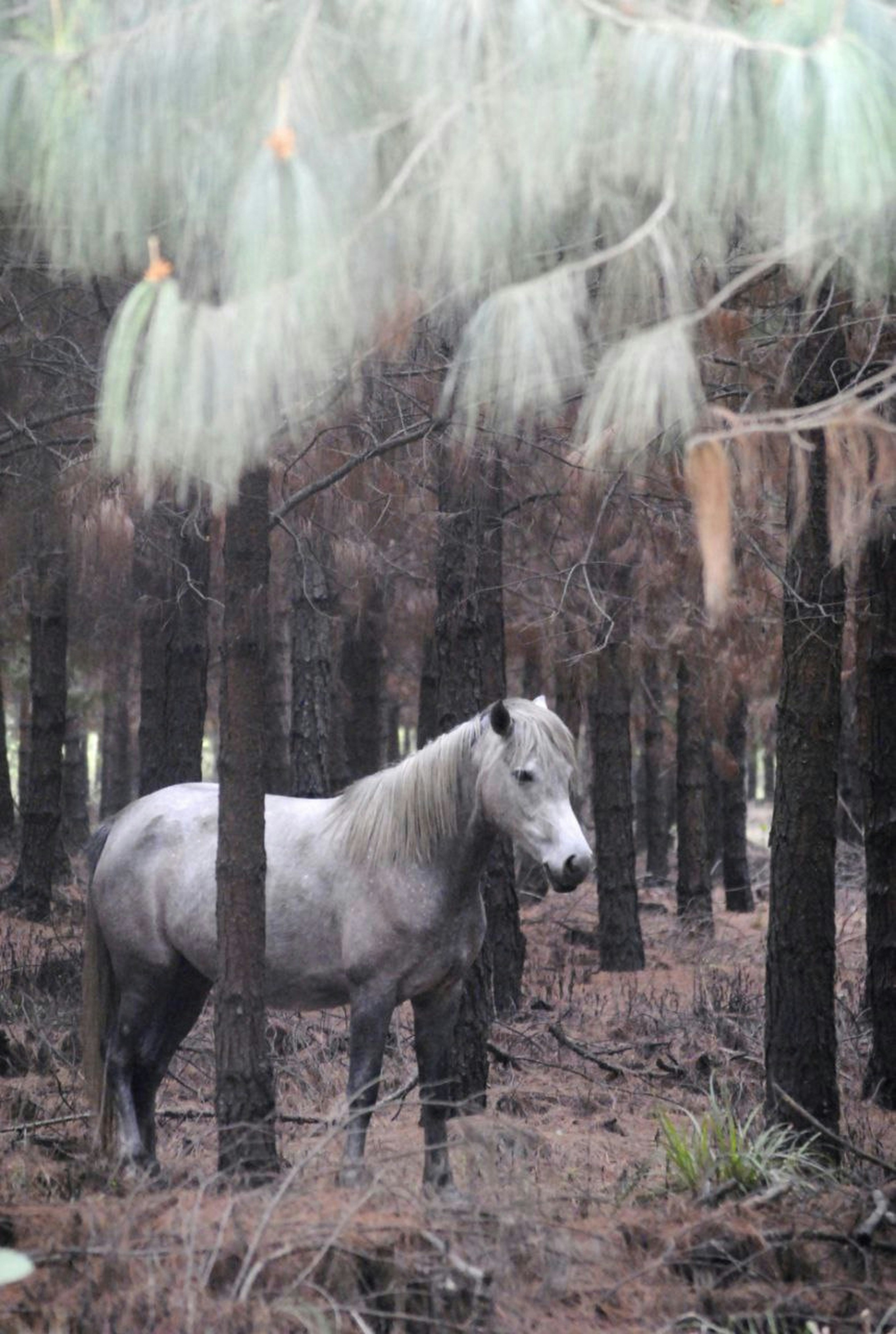 Unicorns