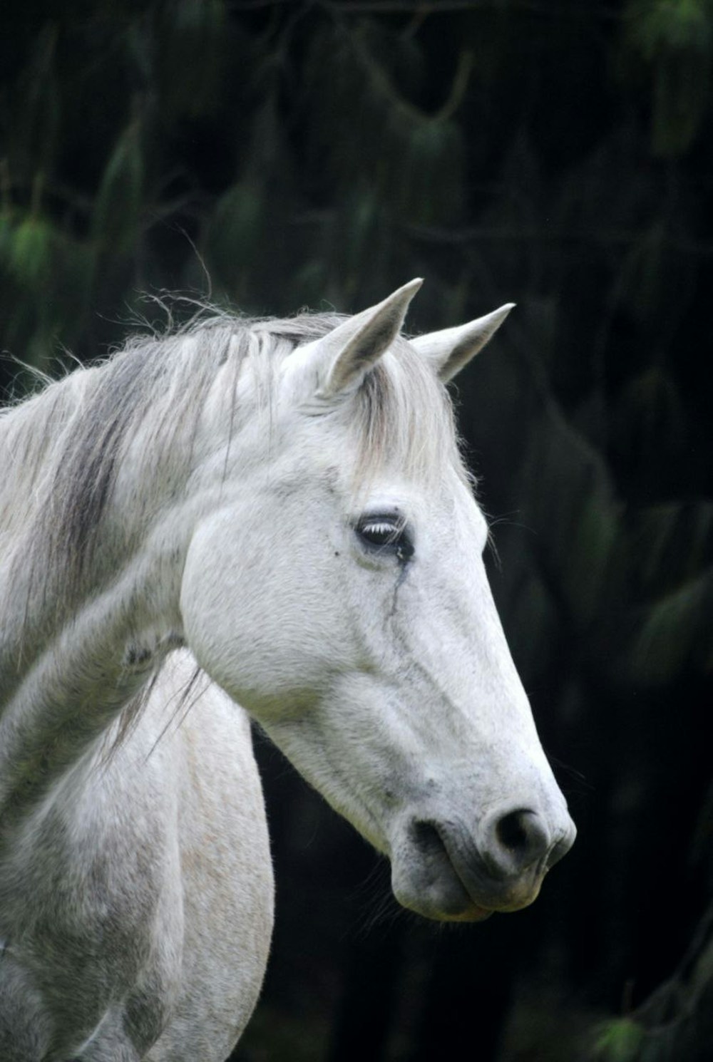 White horse portrait