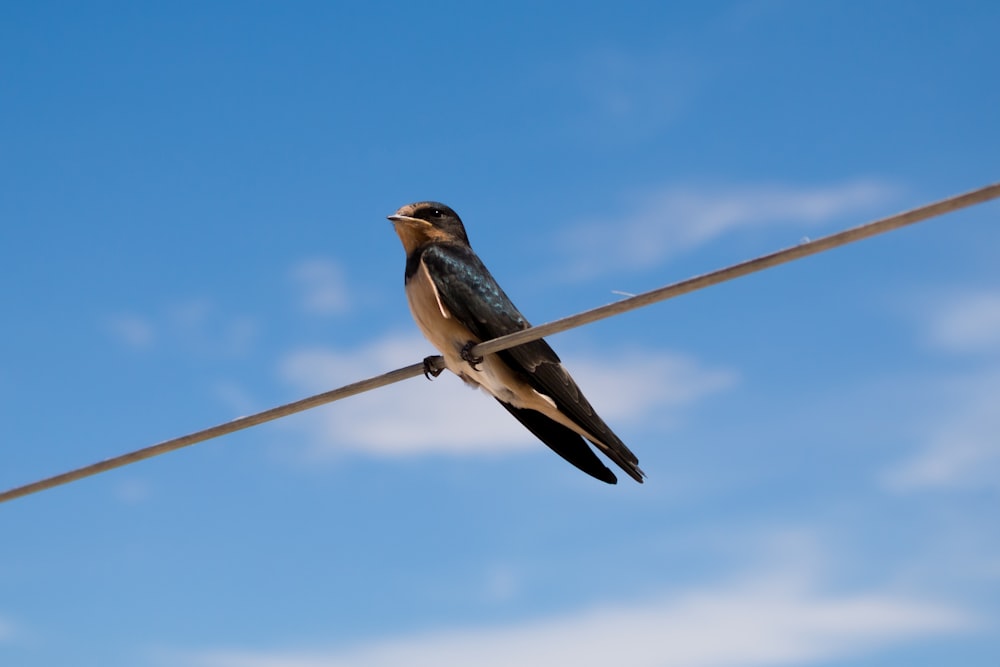 a bird sitting on a pole