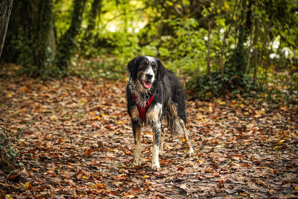 Ein Hund, der in einem Wald steht