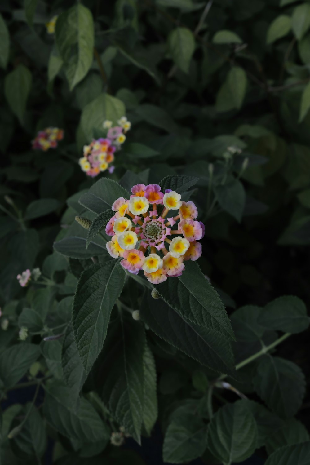 a group of flowers