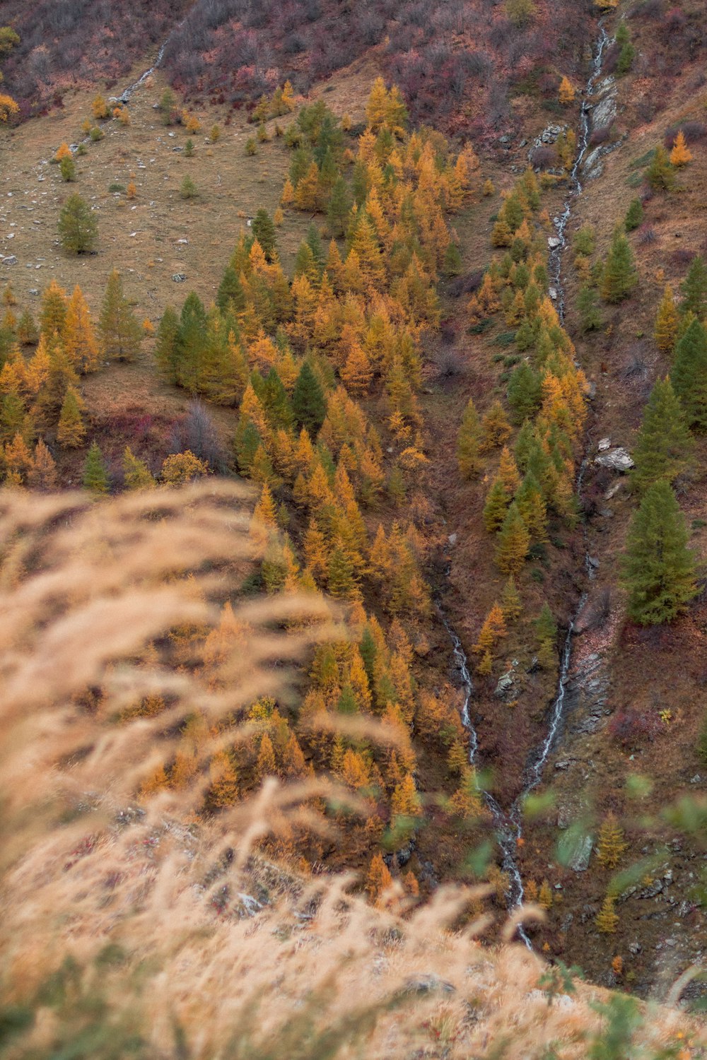 a hillside with trees and bushes