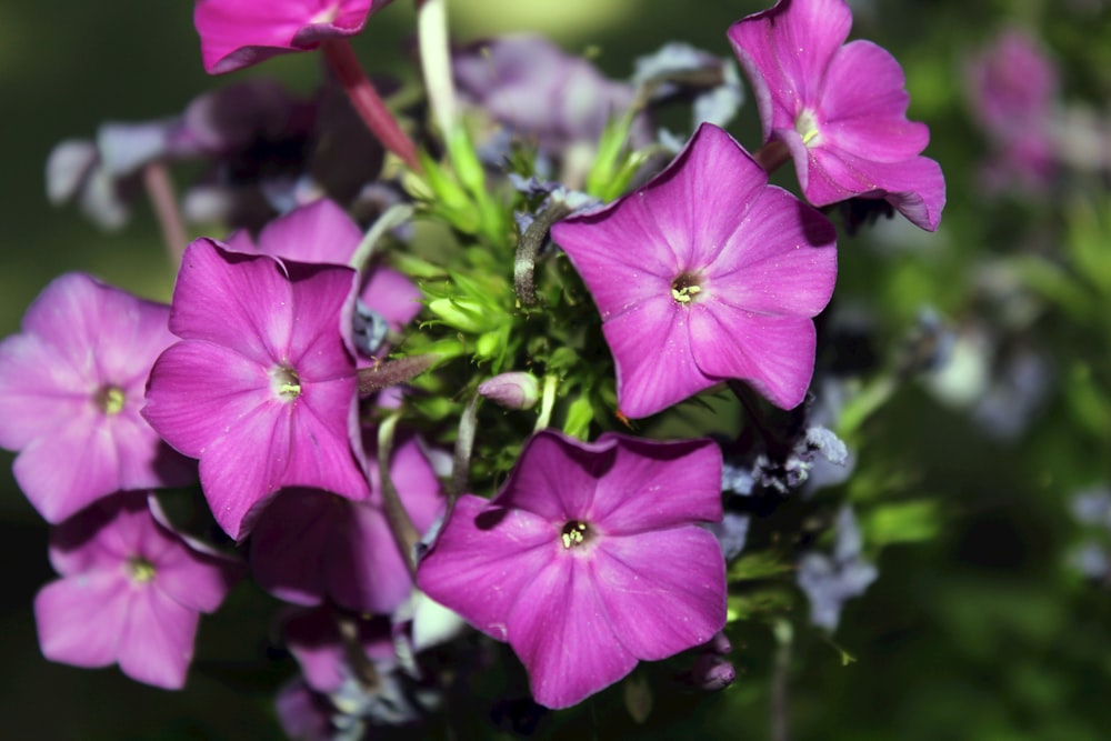 a close up of a flower