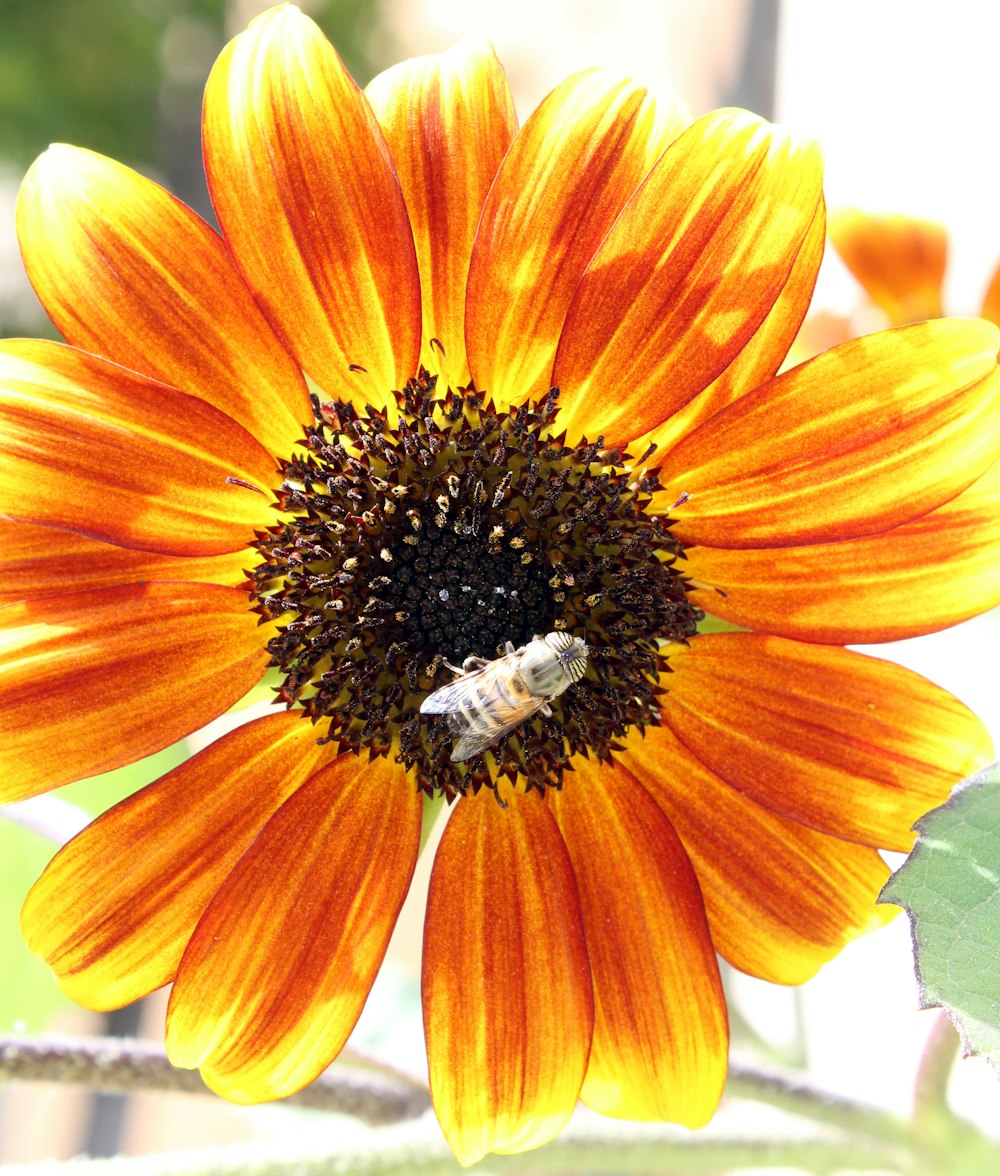 a bee on a flower