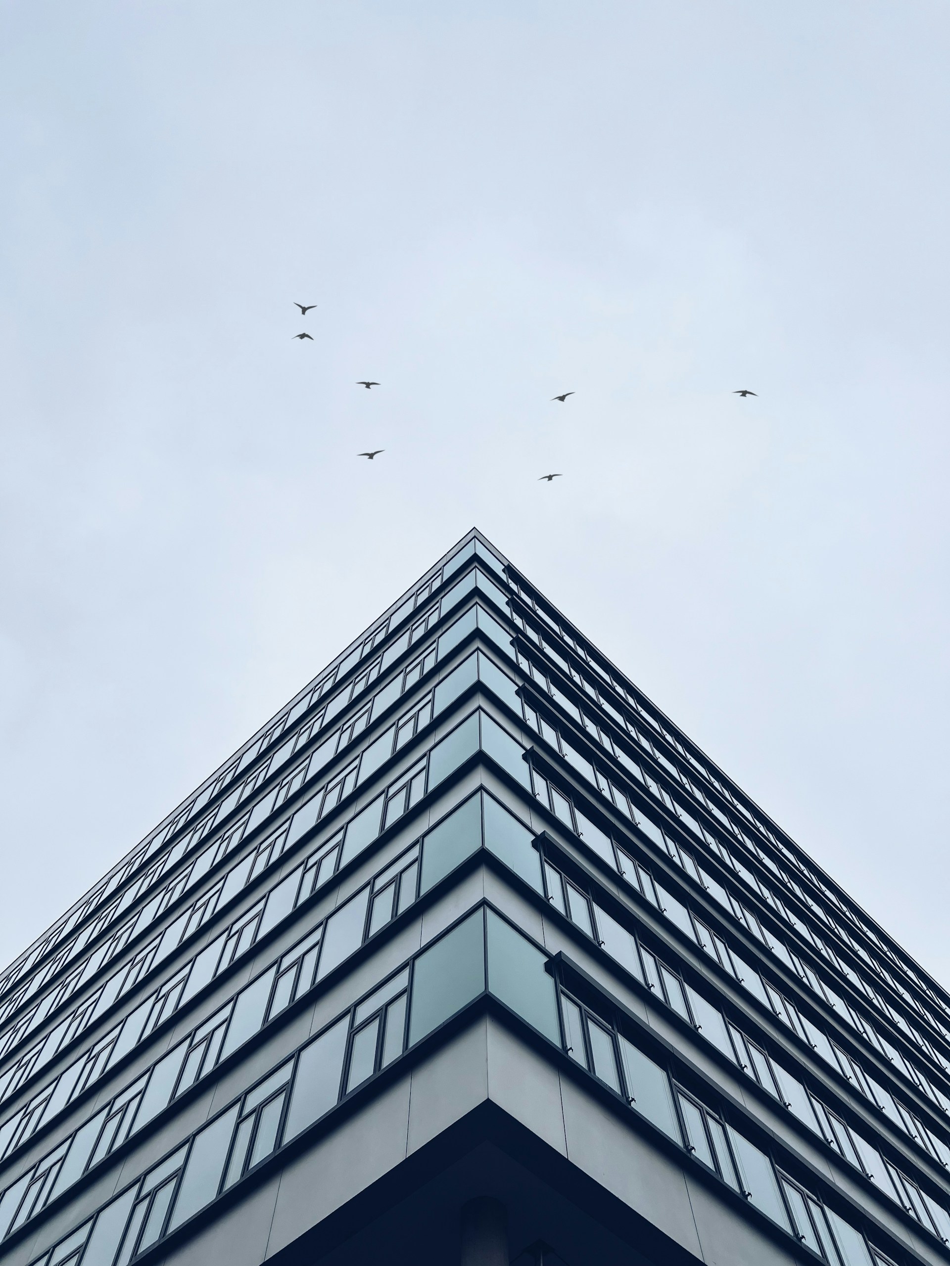 birds flying over a building