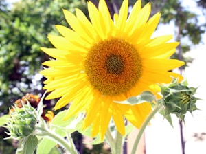 Pure Sunflower Oil