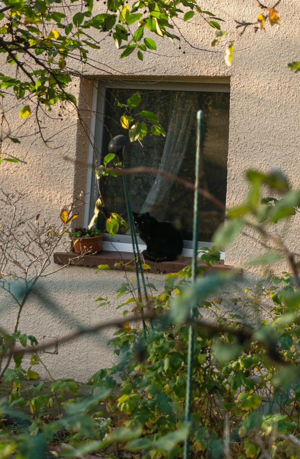 a cat sitting in a window sill