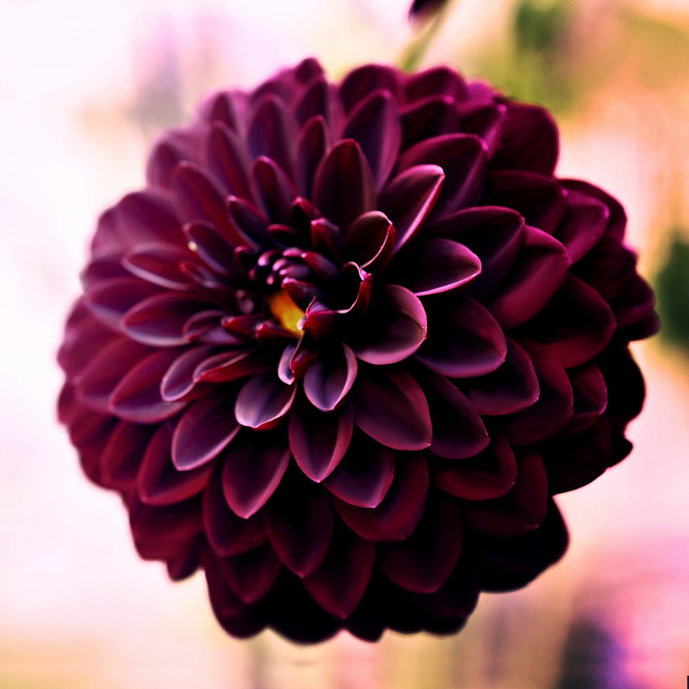 a purple flower with a yellow center