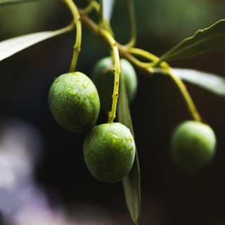 a group of green fruits on a plant