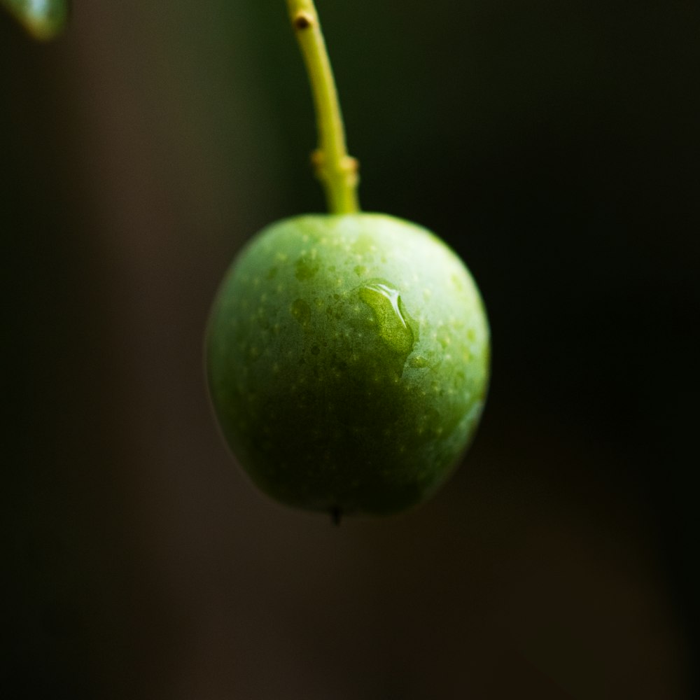 a green apple on a branch