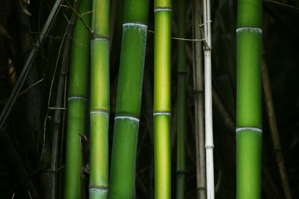 a group of green pipes