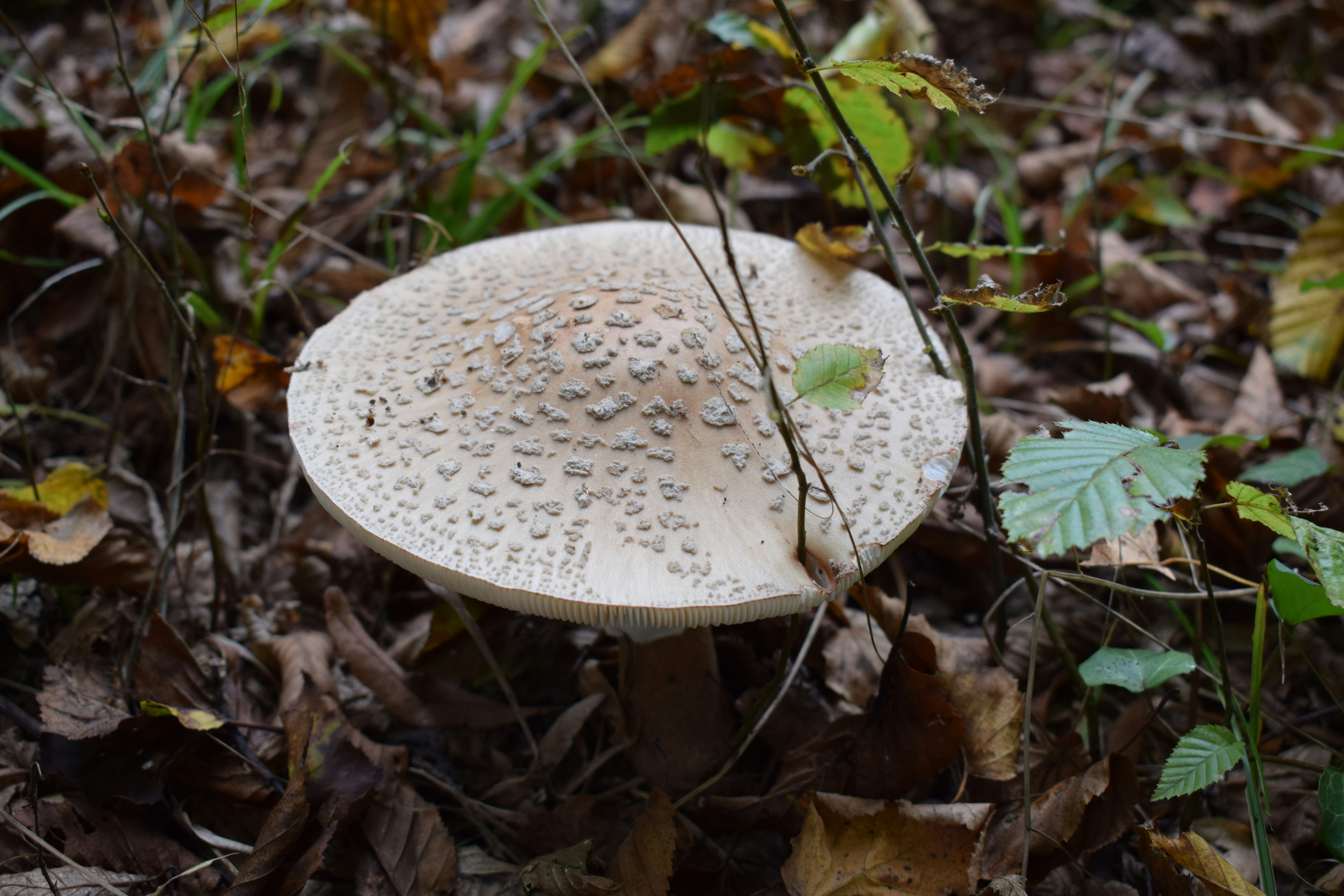 Imágenes de Fondo De Pantalla De Hongos | Descarga imágenes gratuitas en  Unsplash, image size:3000x2000