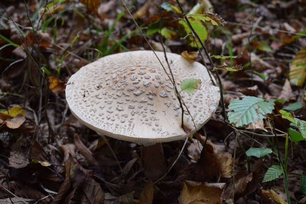 a mushroom growing in the ground