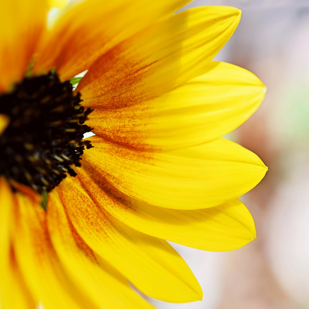 a close up of a yellow flower