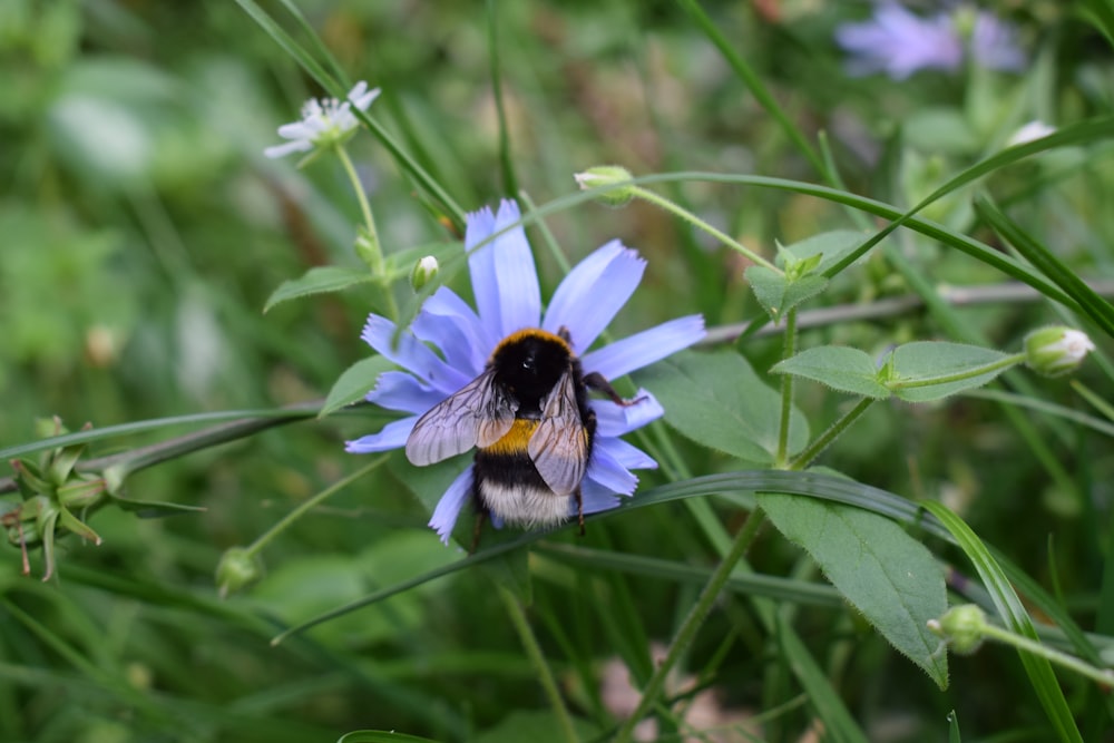 Una abeja en una flor