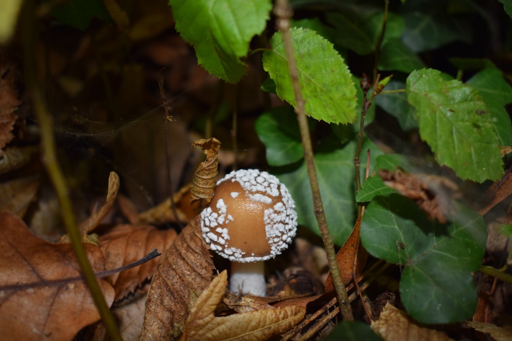 a mushroom growing in the ground