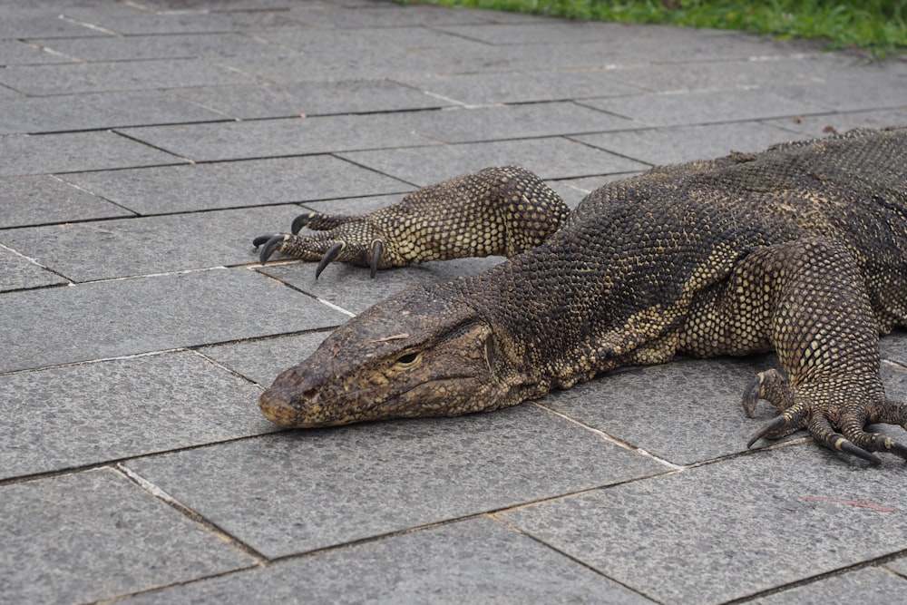 a group of lizards on a stone surface