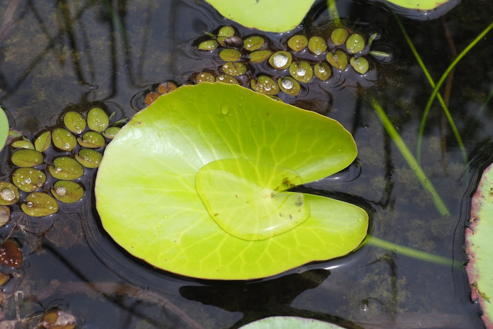 a green lily pad in water