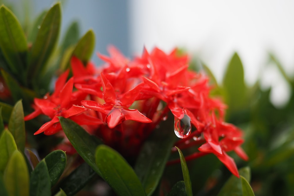 a close up of a red flower