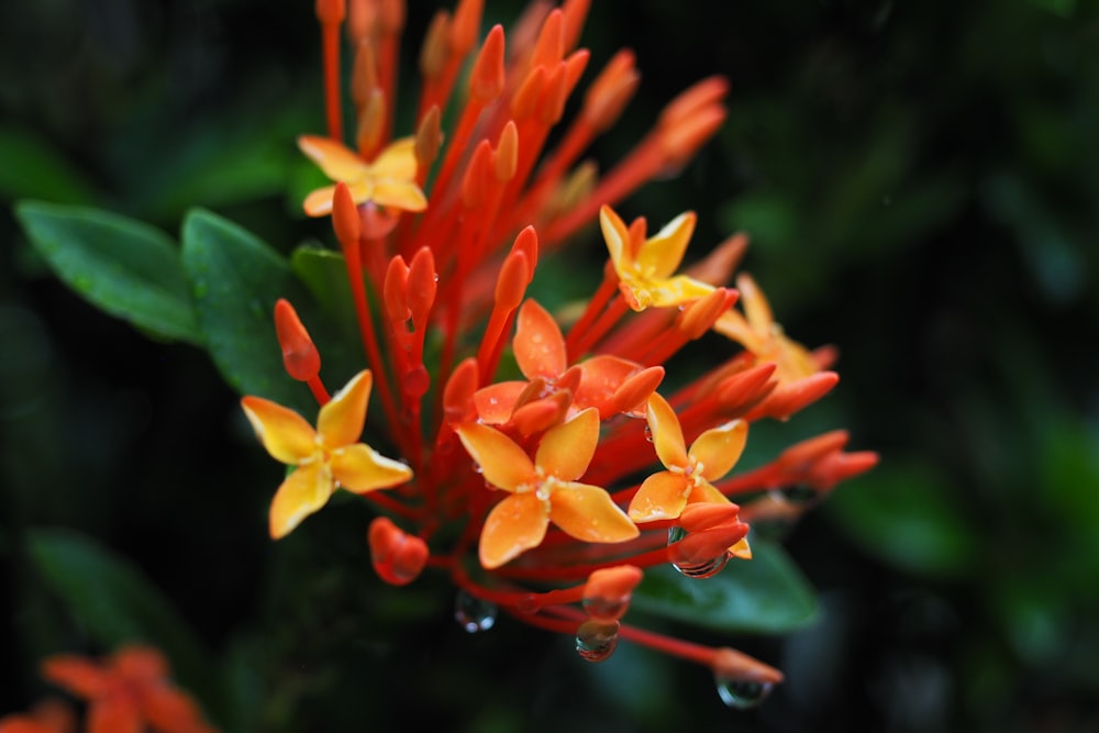 a close up of a flower