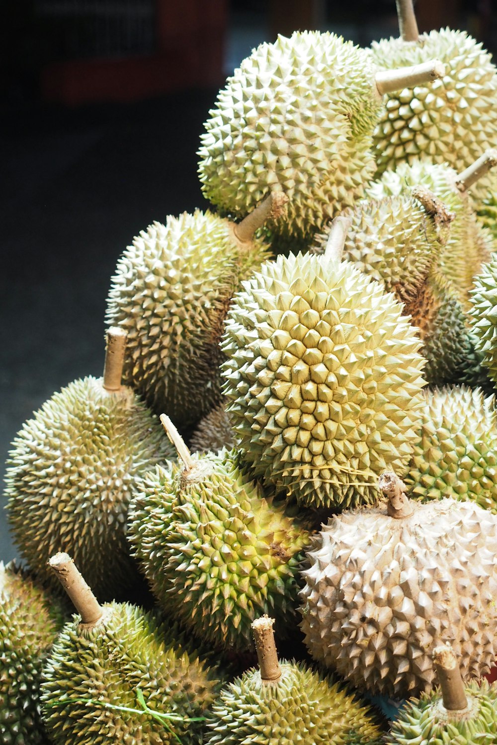 a group of cacti