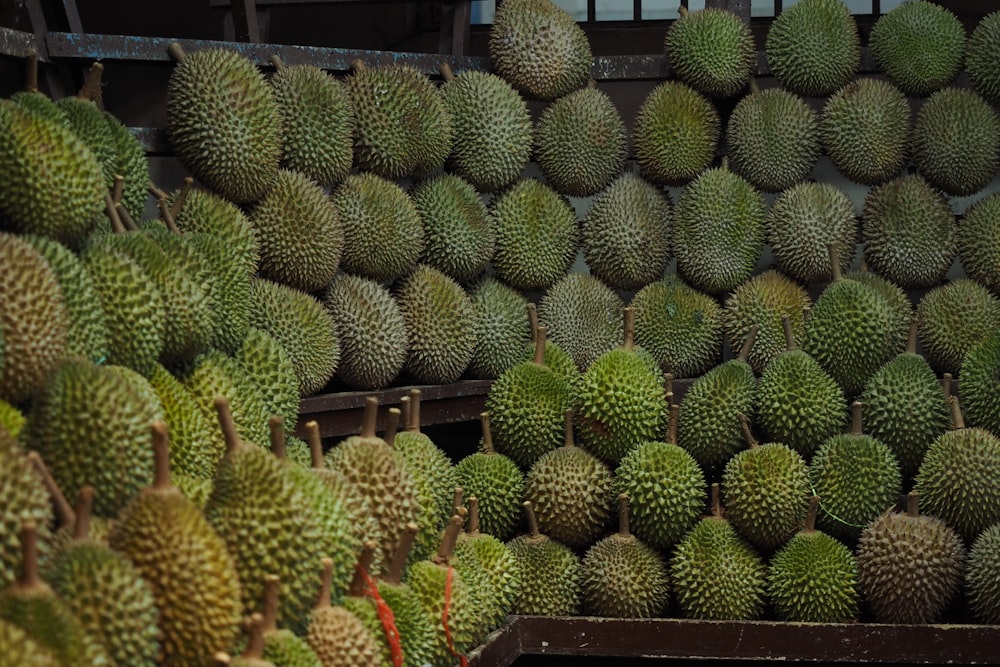 a large group of cacti