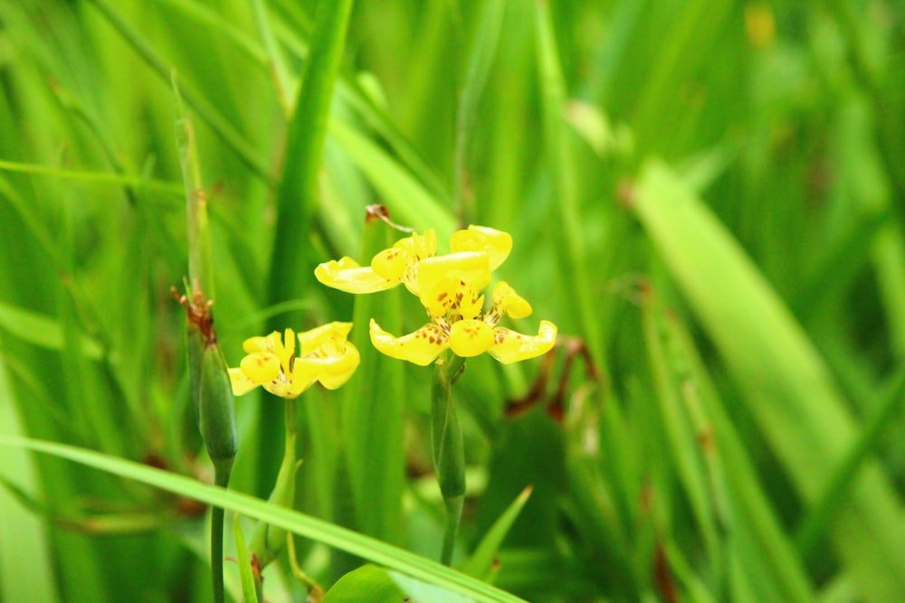 a bee on a yellow flower