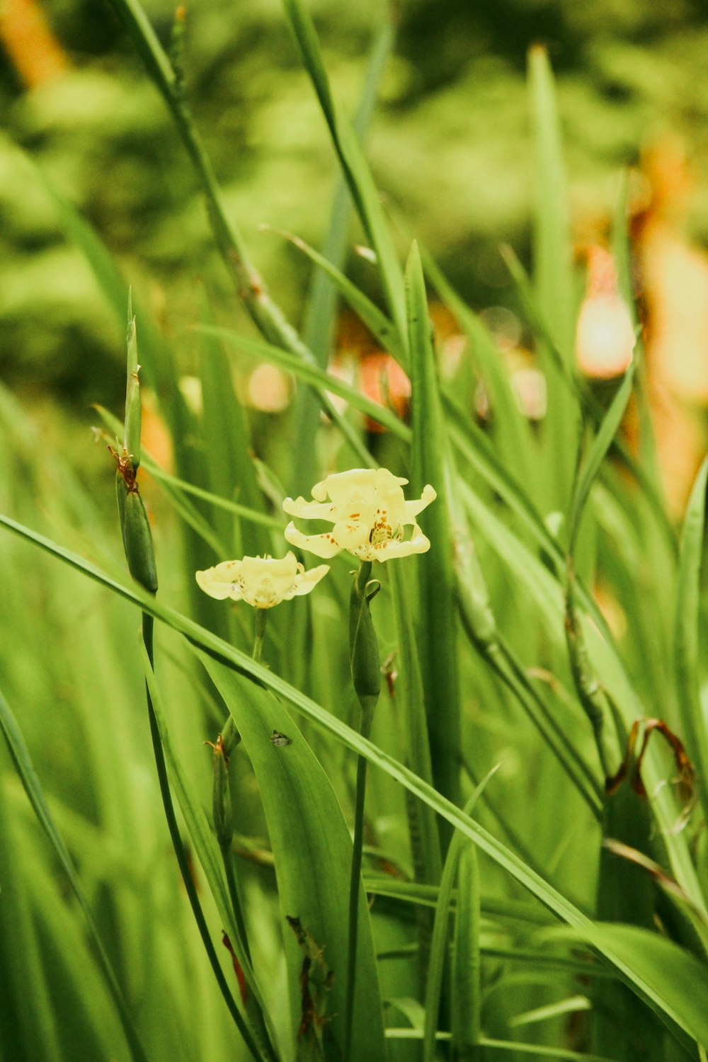 a close up of a flower