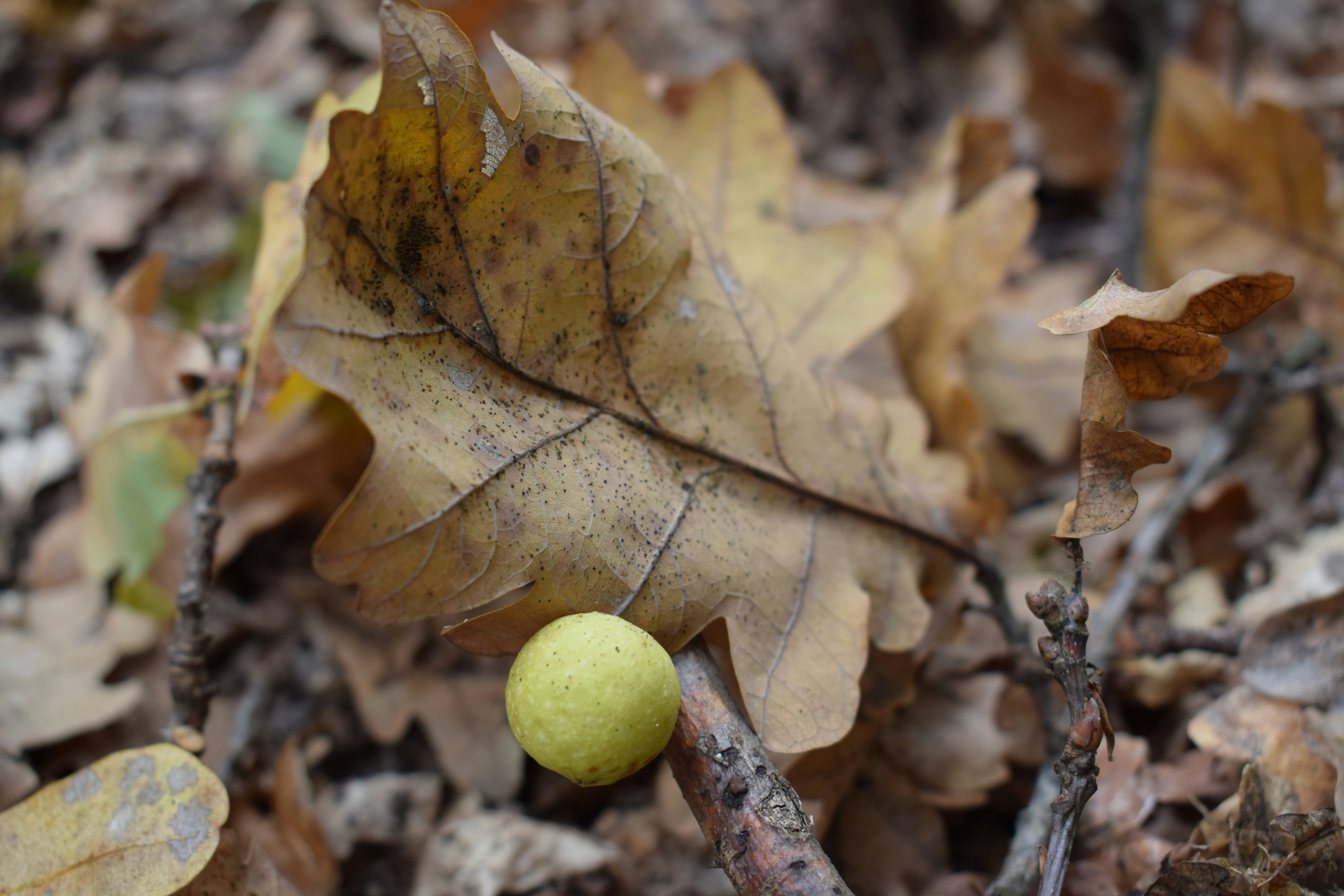 Photo by kristina001