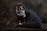 A person wearing a dark hoodie and a distinctive mask with a neon-like grin is sitting at a laptop. Smoke swirls around them, creating a mysterious and dramatic atmosphere. The gloved hand rests on the keyboard, enhancing the sense of secrecy or anonymity.