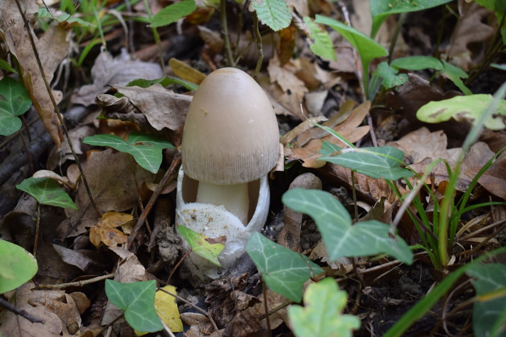 a mushroom growing in the woods