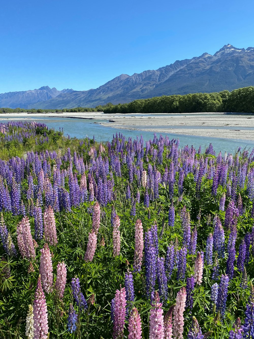 a field of purple flowers with Lake Tekapo in the background