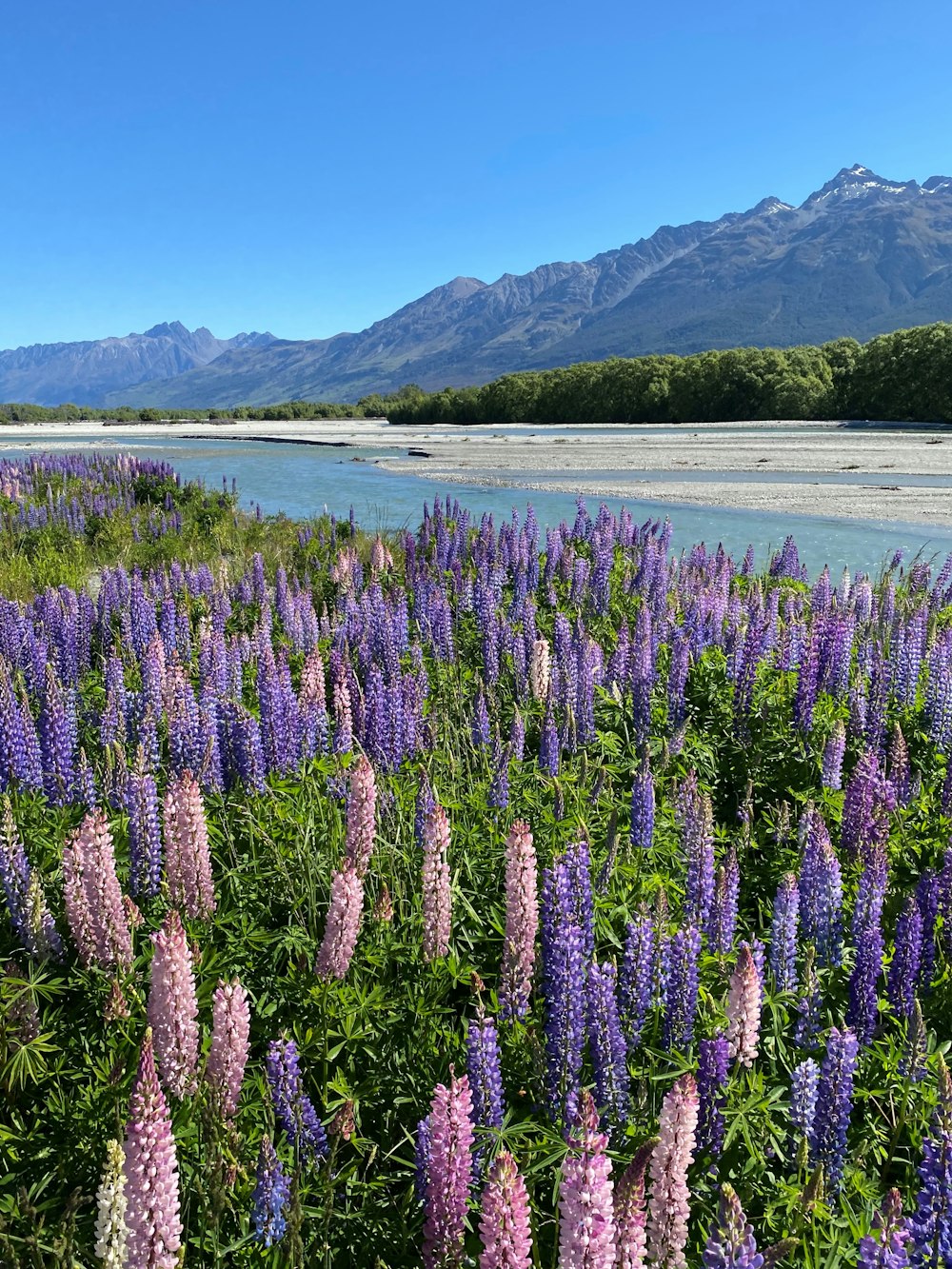 un champ de fleurs violettes avec le lac Tekapo en arrière-plan