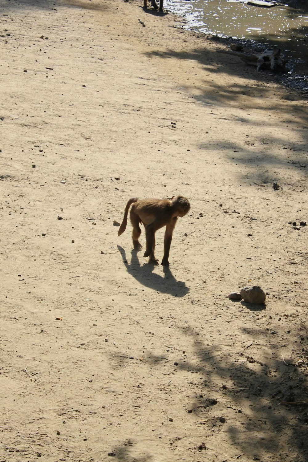 a lion walking on a beach