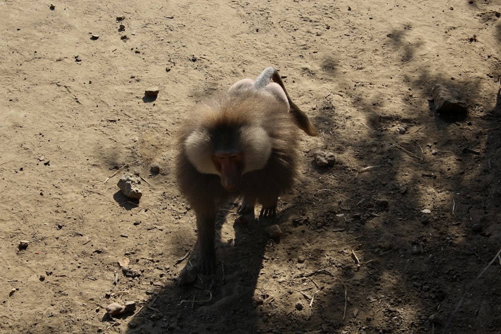 a goat standing on dirt