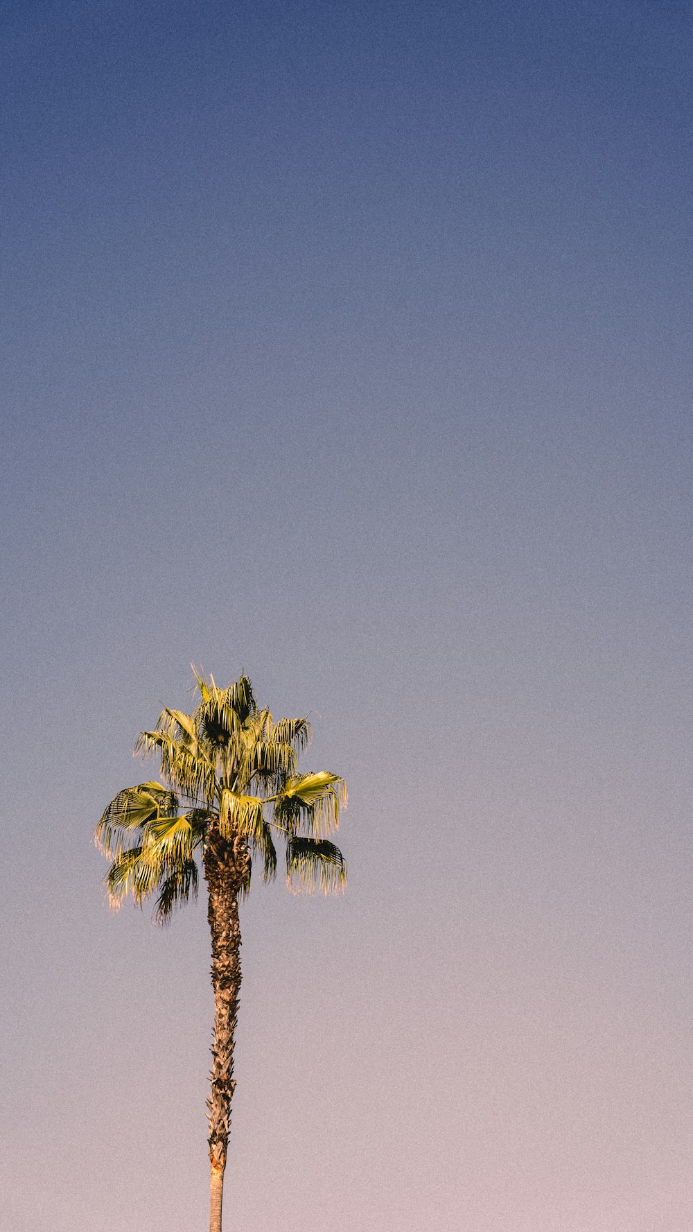 a palm tree against a blue sky