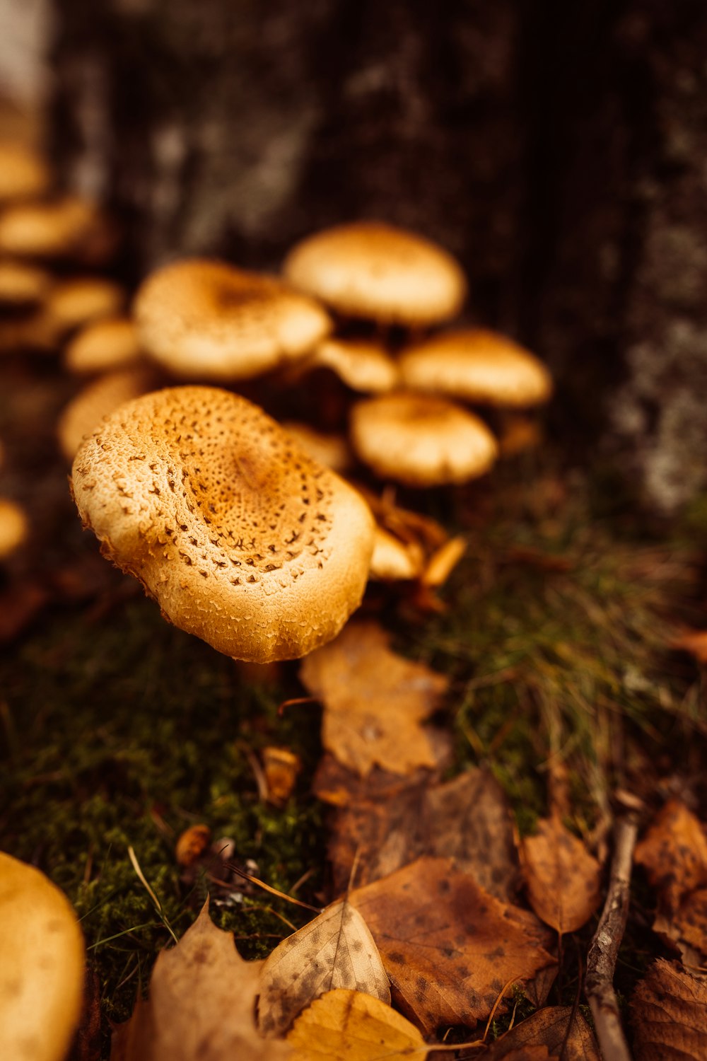 um grupo de cogumelos