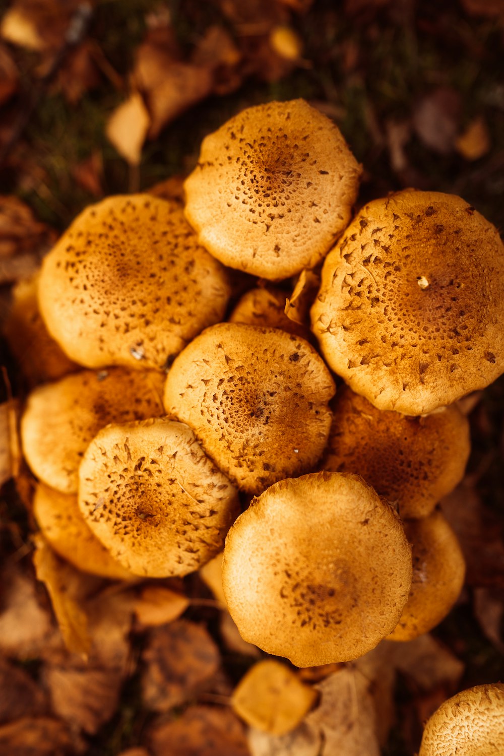 a pile of brown mushrooms