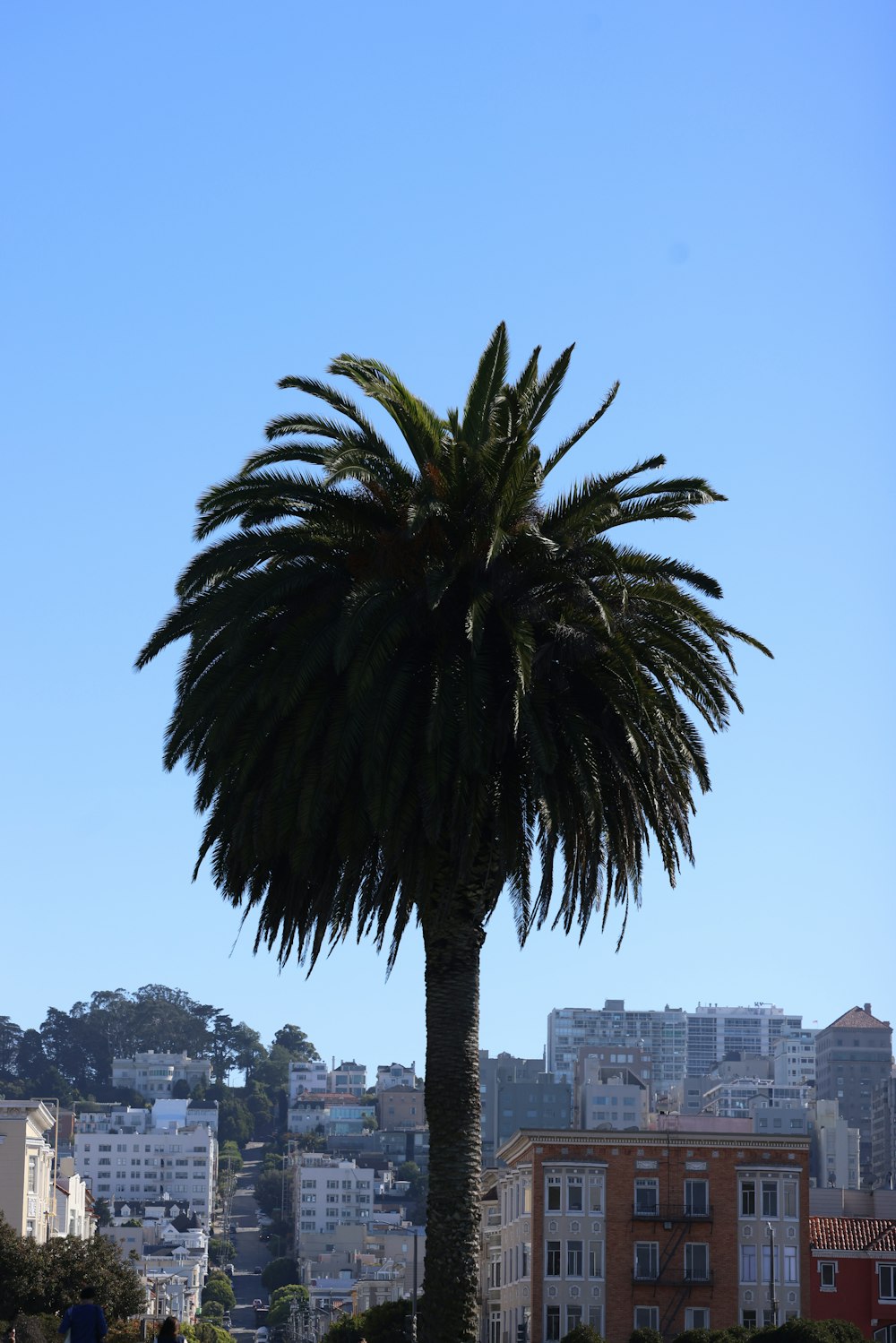 a tall palm tree in front of a city