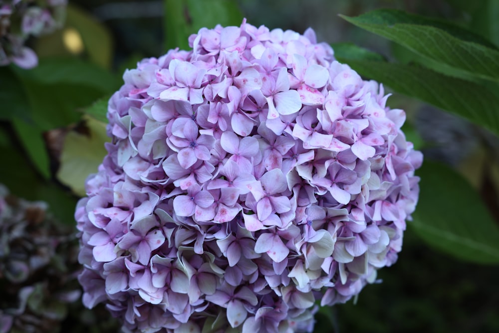 a close up of a flower