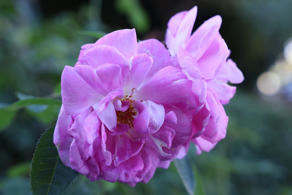 a close up of a flower